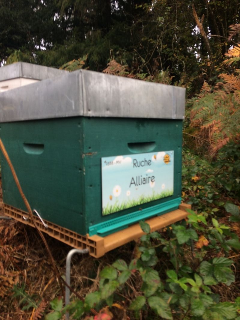 La ruche Alliaire