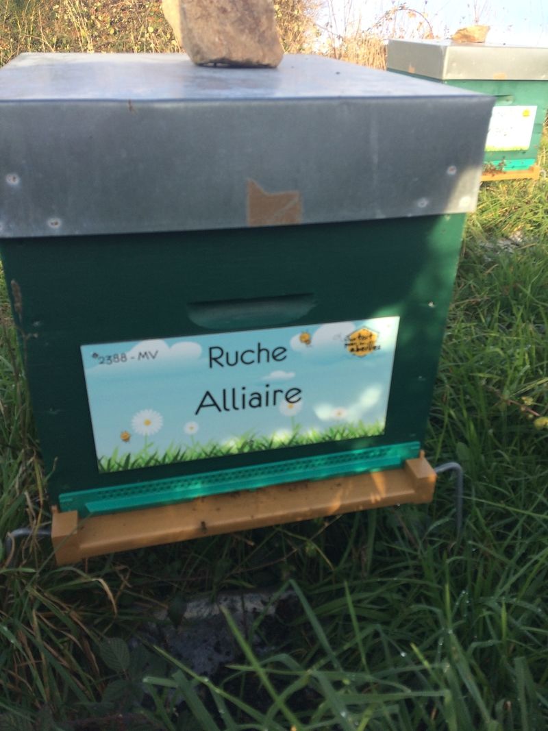 La ruche Alliaire