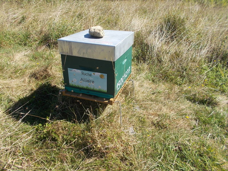 La ruche Alliaire