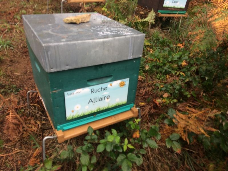 La ruche Alliaire