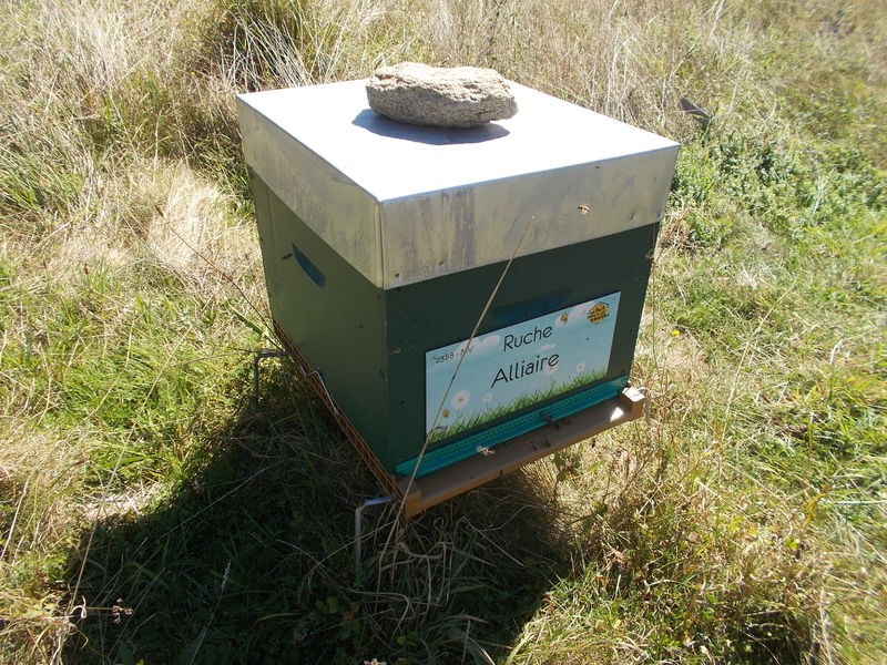 La ruche Alliaire