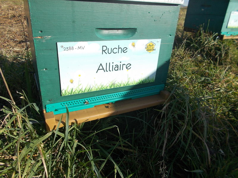 La ruche Alliaire