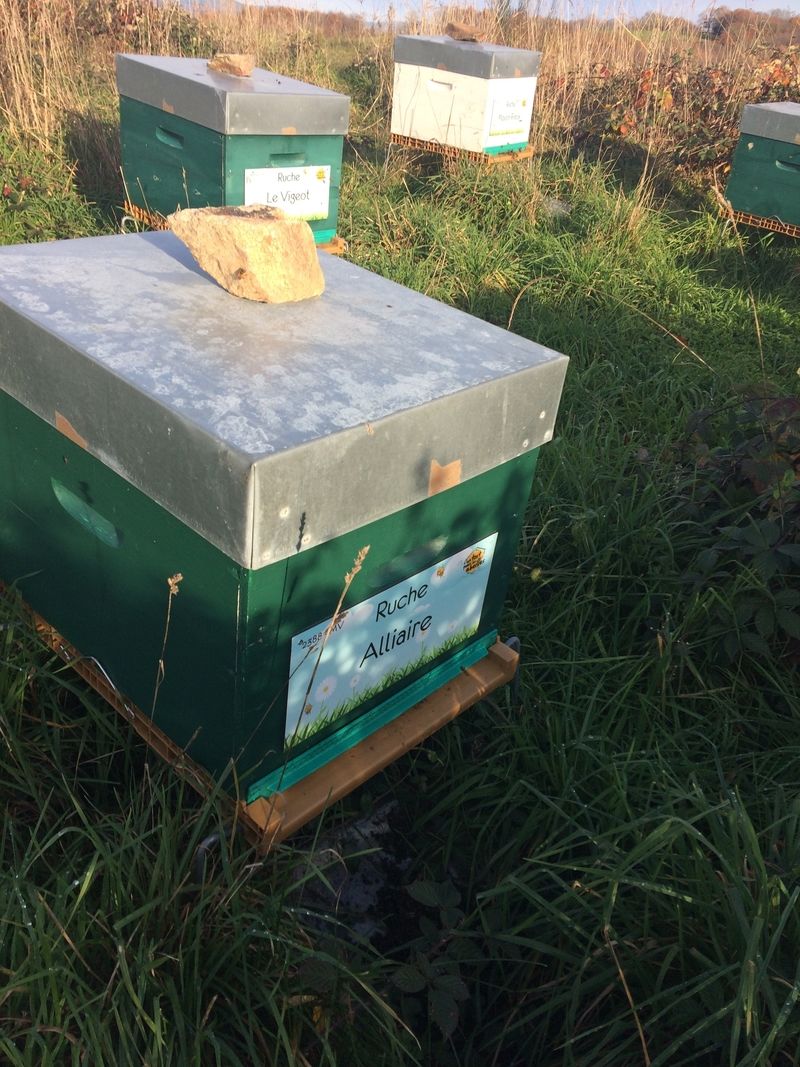 La ruche Alliaire