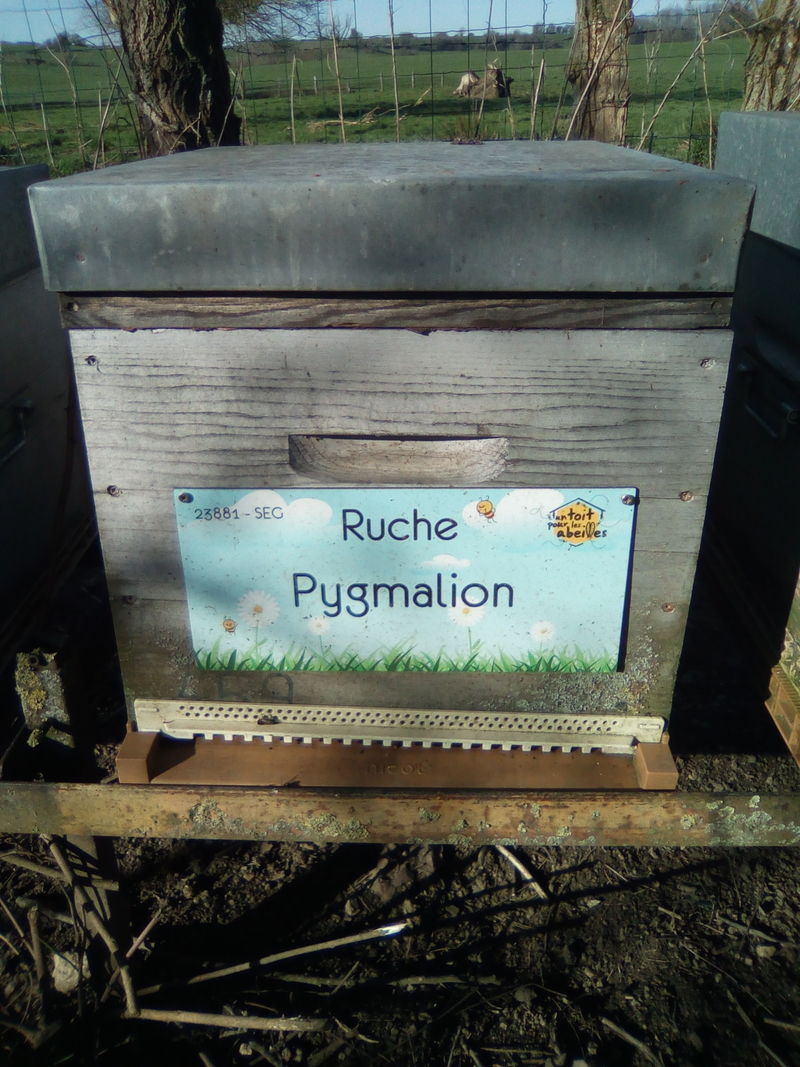 La ruche Pygmalion