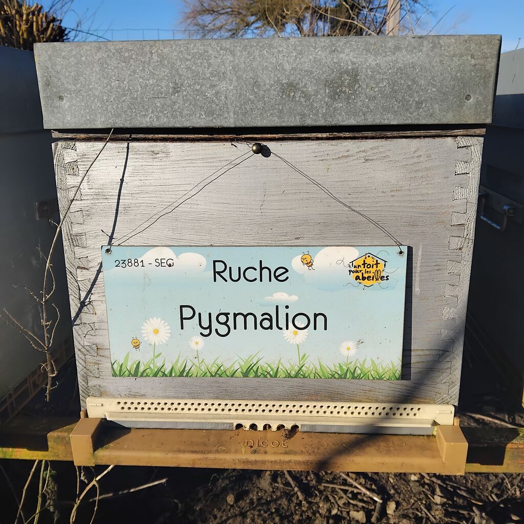 La ruche Pygmalion