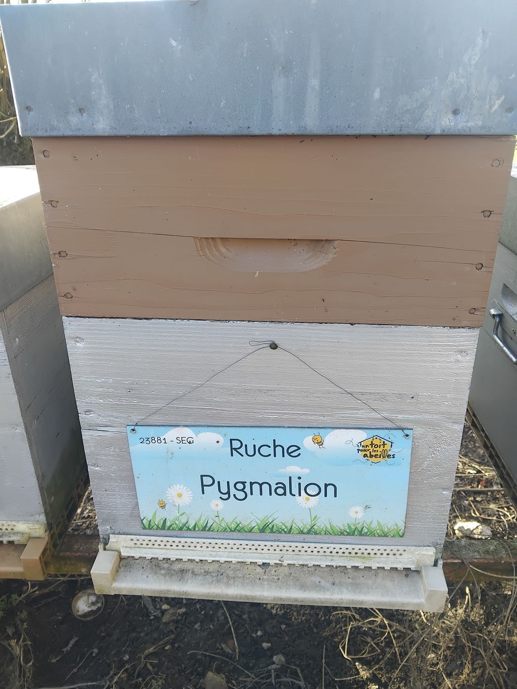 La ruche Pygmalion