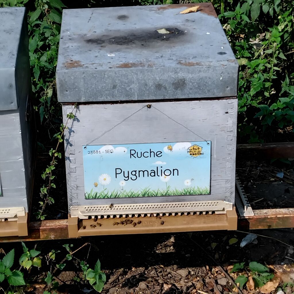 La ruche Pygmalion