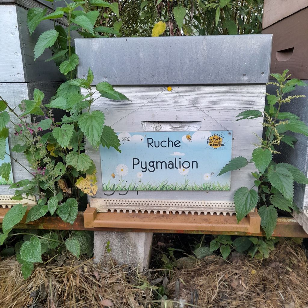 La ruche Pygmalion
