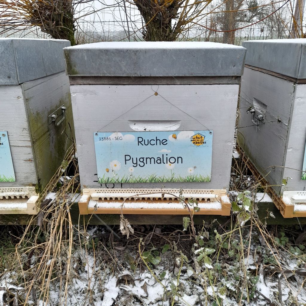 La ruche Pygmalion
