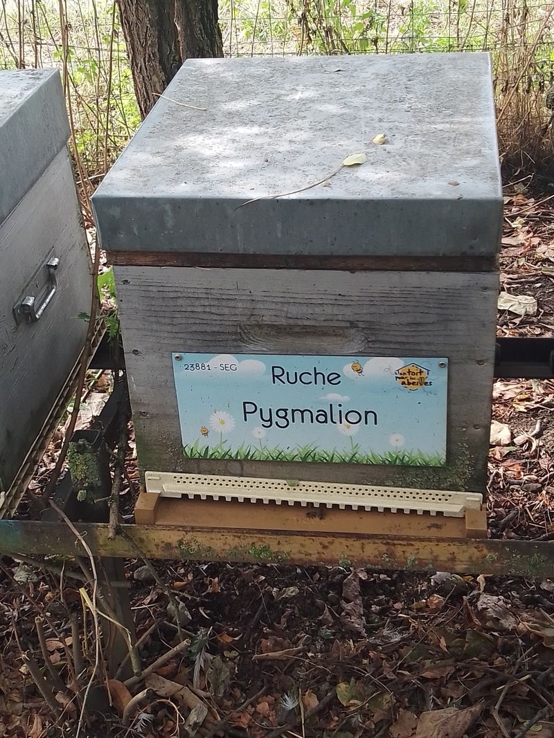 La ruche Pygmalion