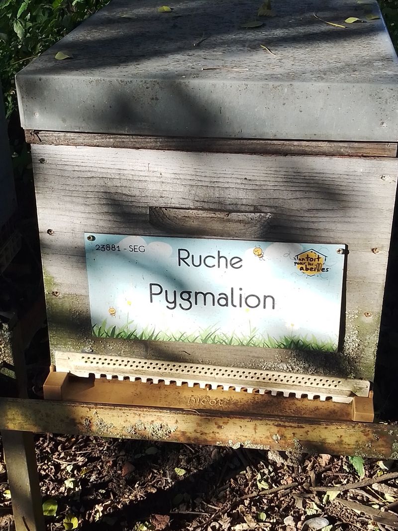 La ruche Pygmalion