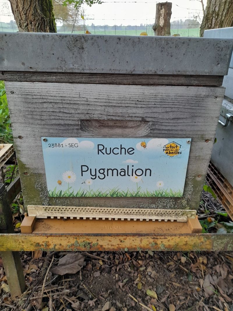 La ruche Pygmalion