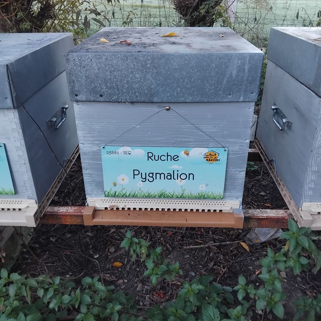 La ruche Pygmalion