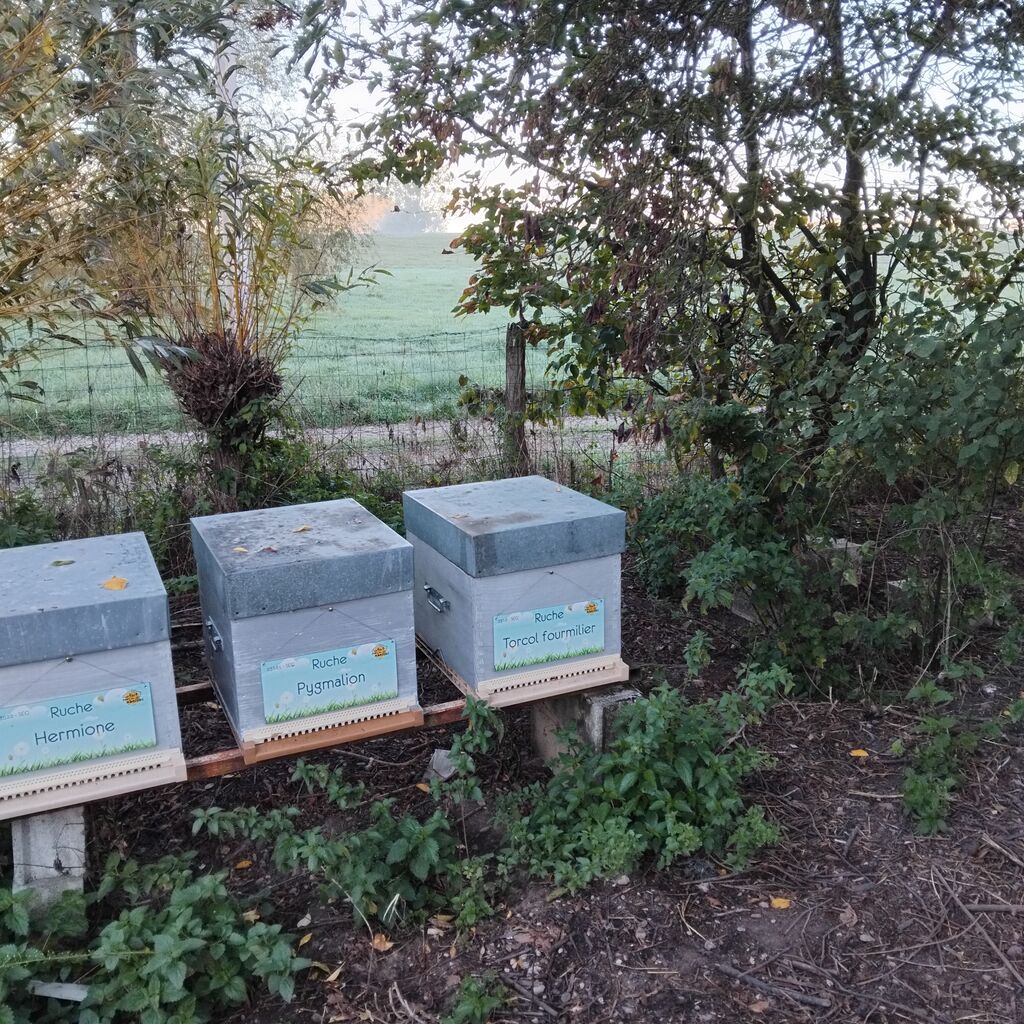 La ruche Pygmalion