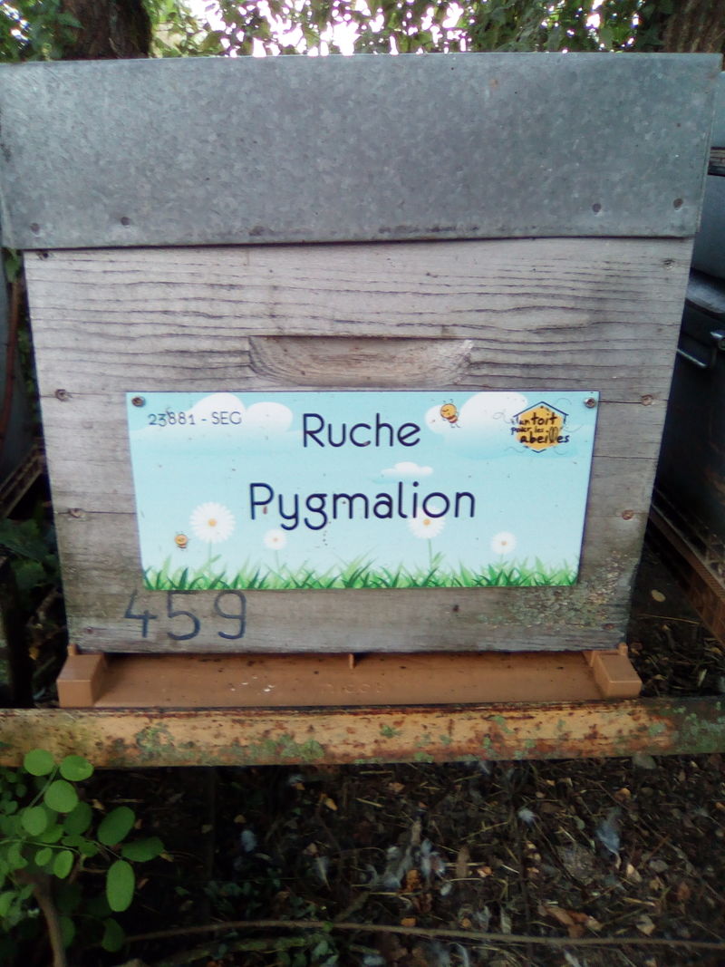 La ruche Pygmalion