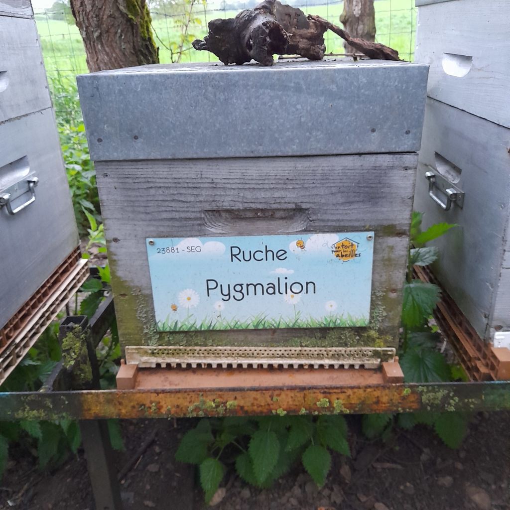 La ruche Pygmalion