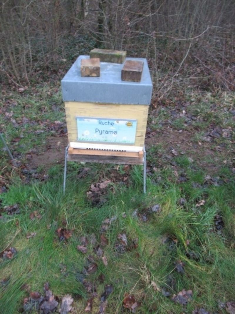 La ruche Pyrame