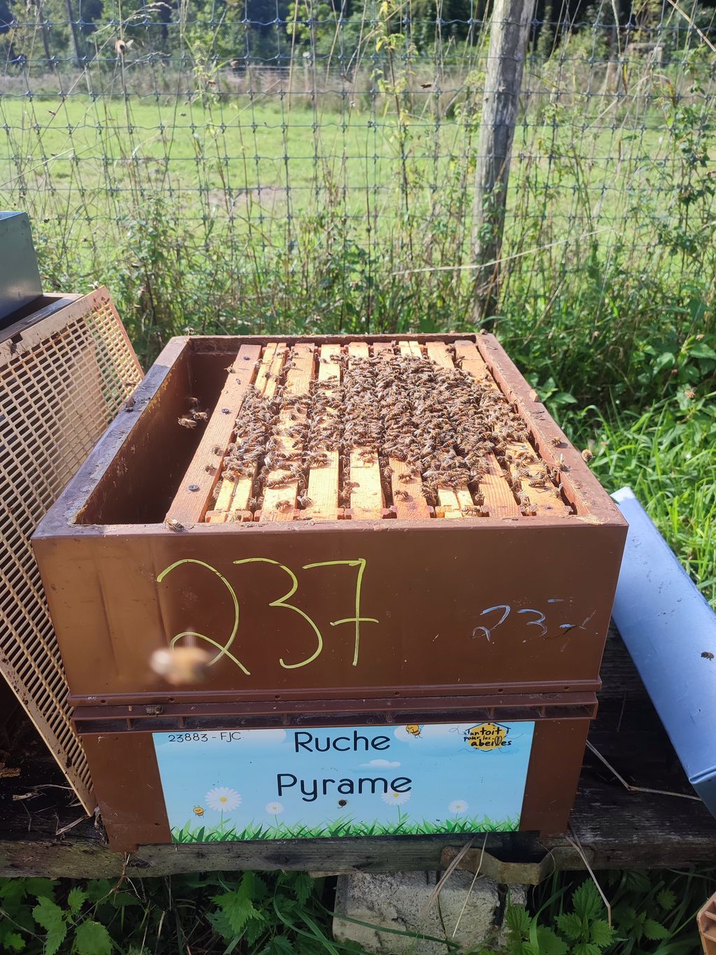 La ruche Pyrame