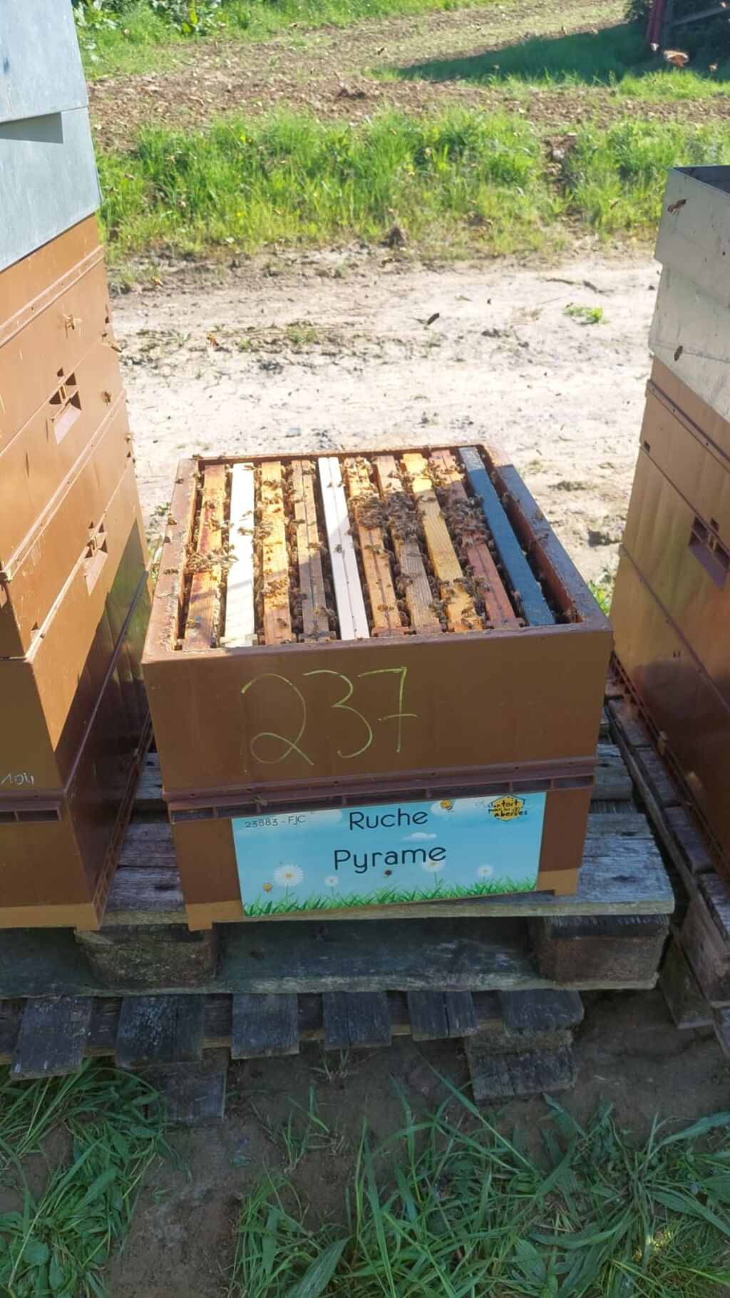 La ruche Pyrame