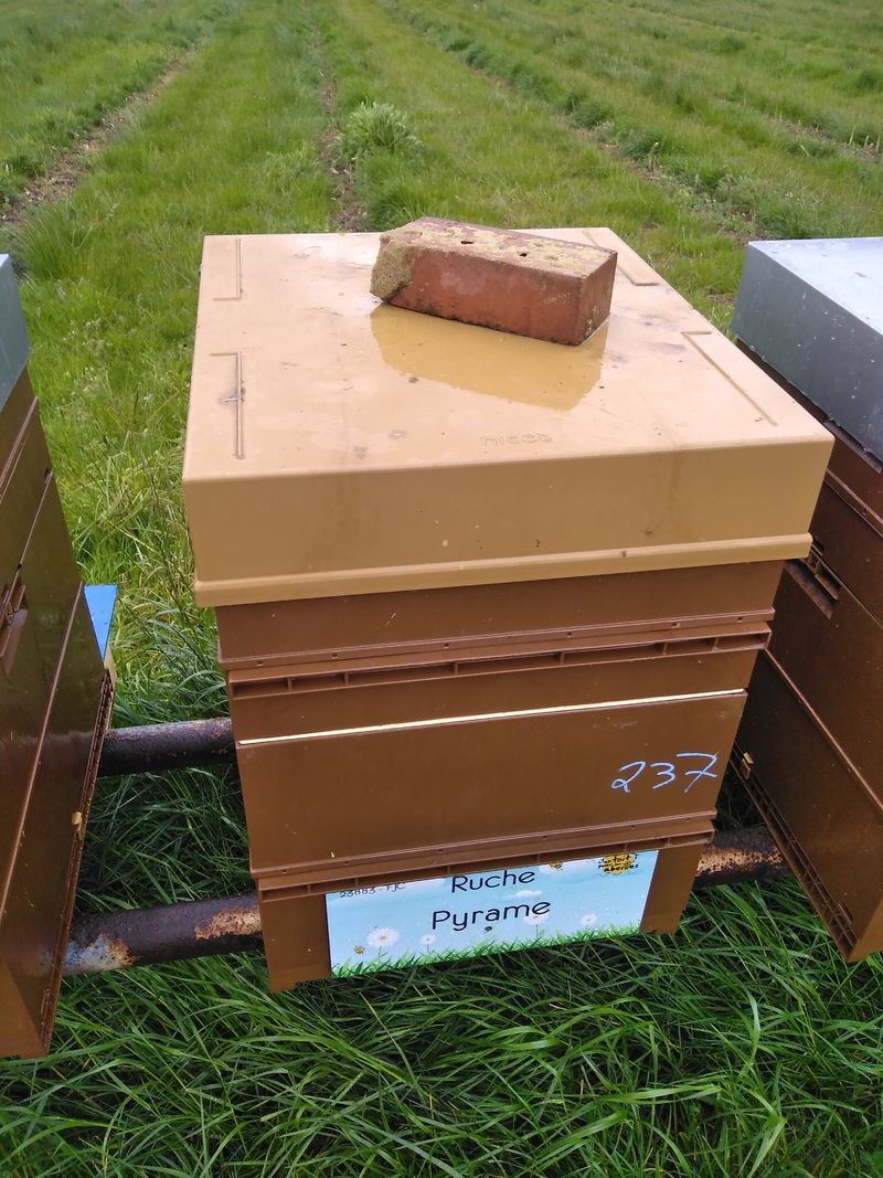 La ruche Pyrame