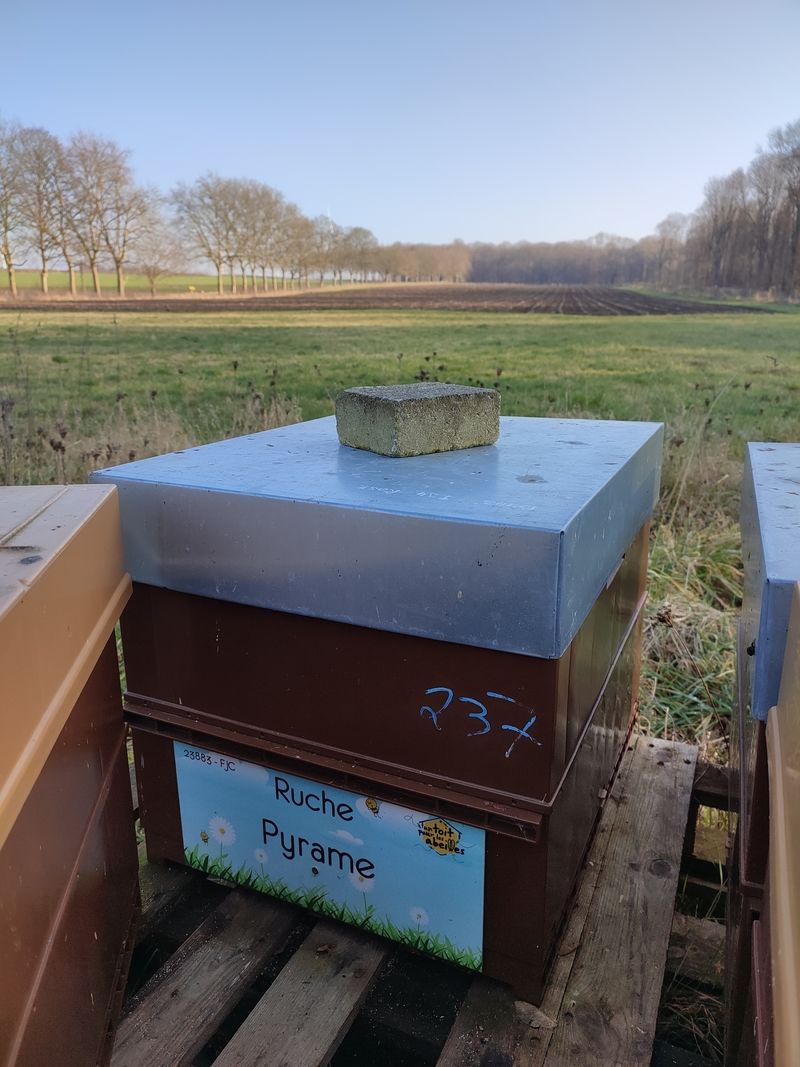 La ruche Pyrame
