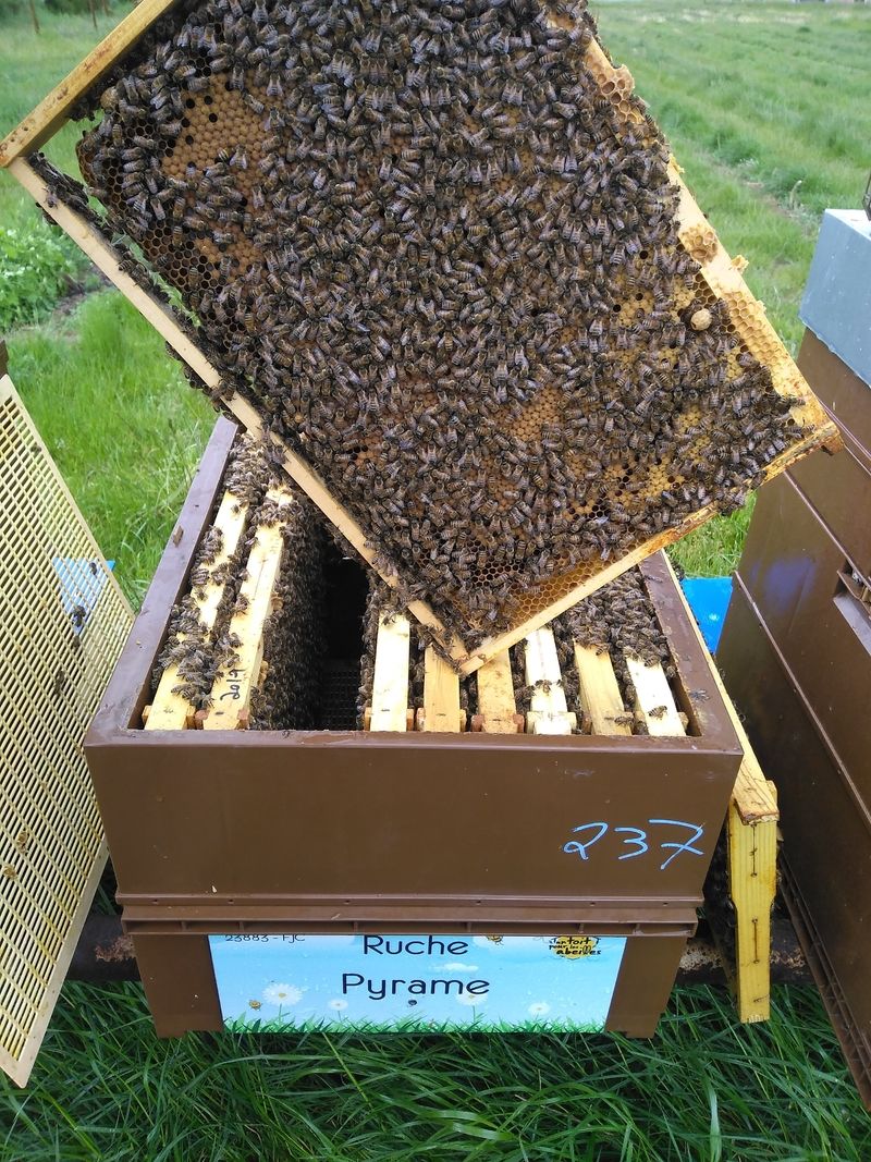 La ruche Pyrame