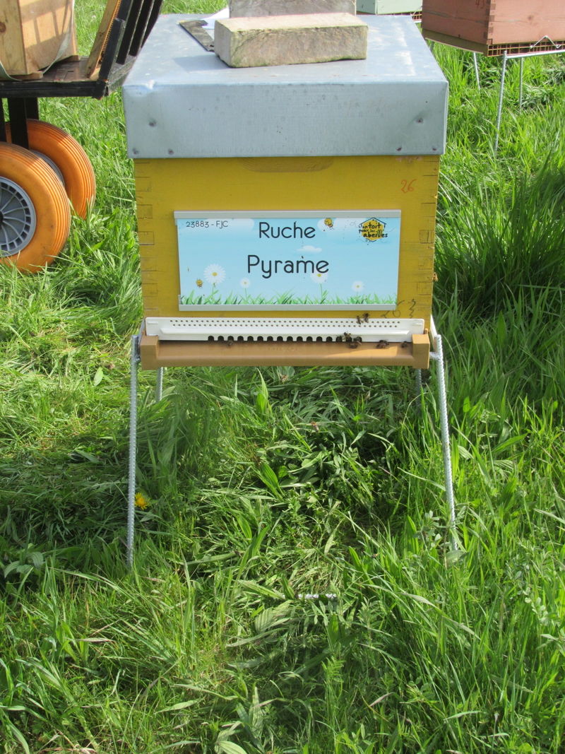 La ruche Pyrame