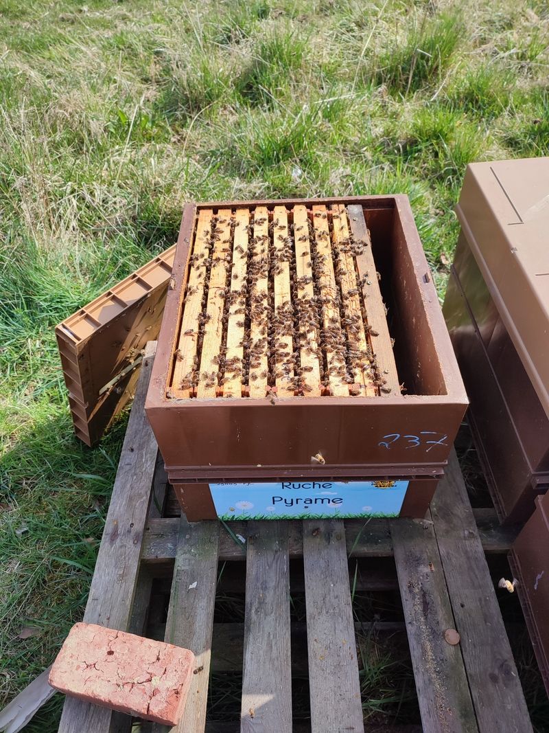 La ruche Pyrame
