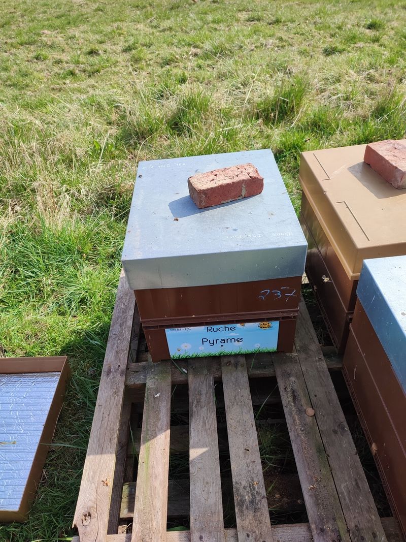 La ruche Pyrame