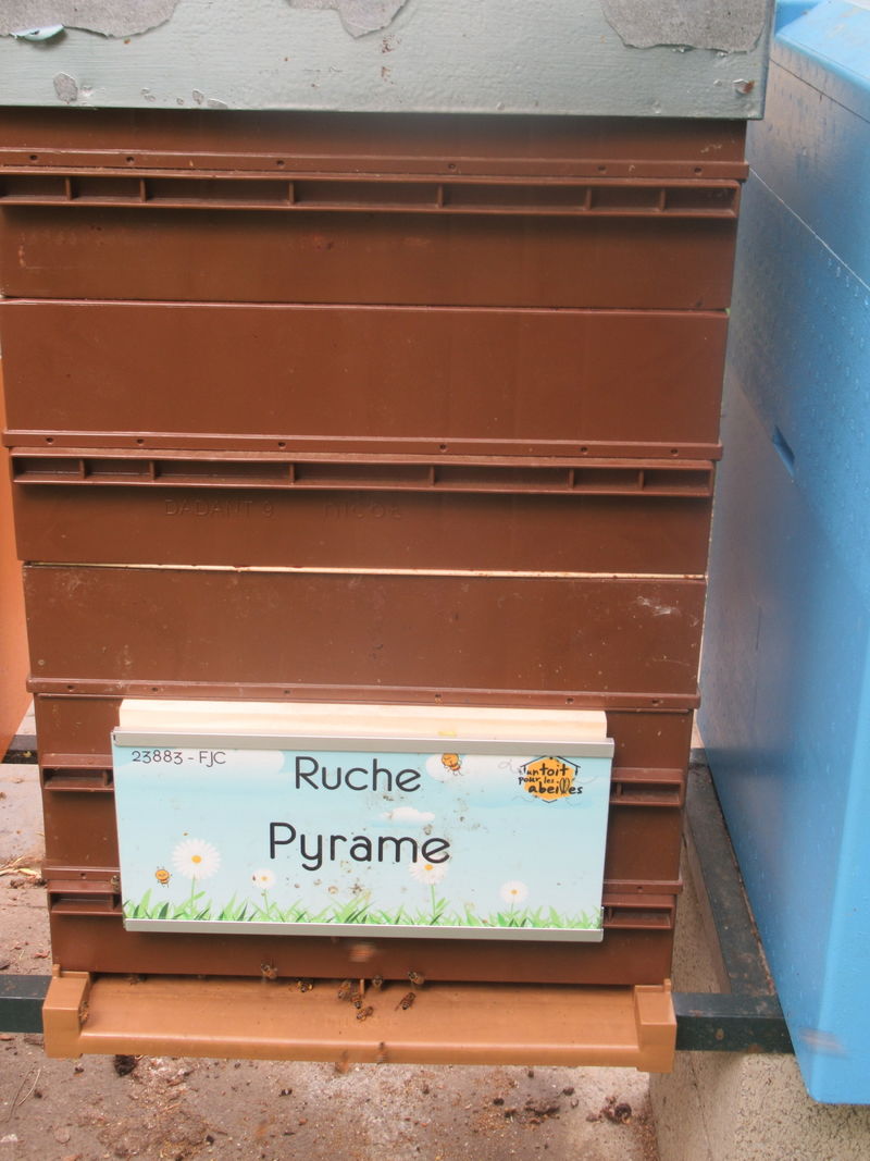 La ruche Pyrame