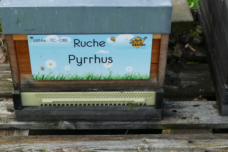 La ruche Pyrrhus