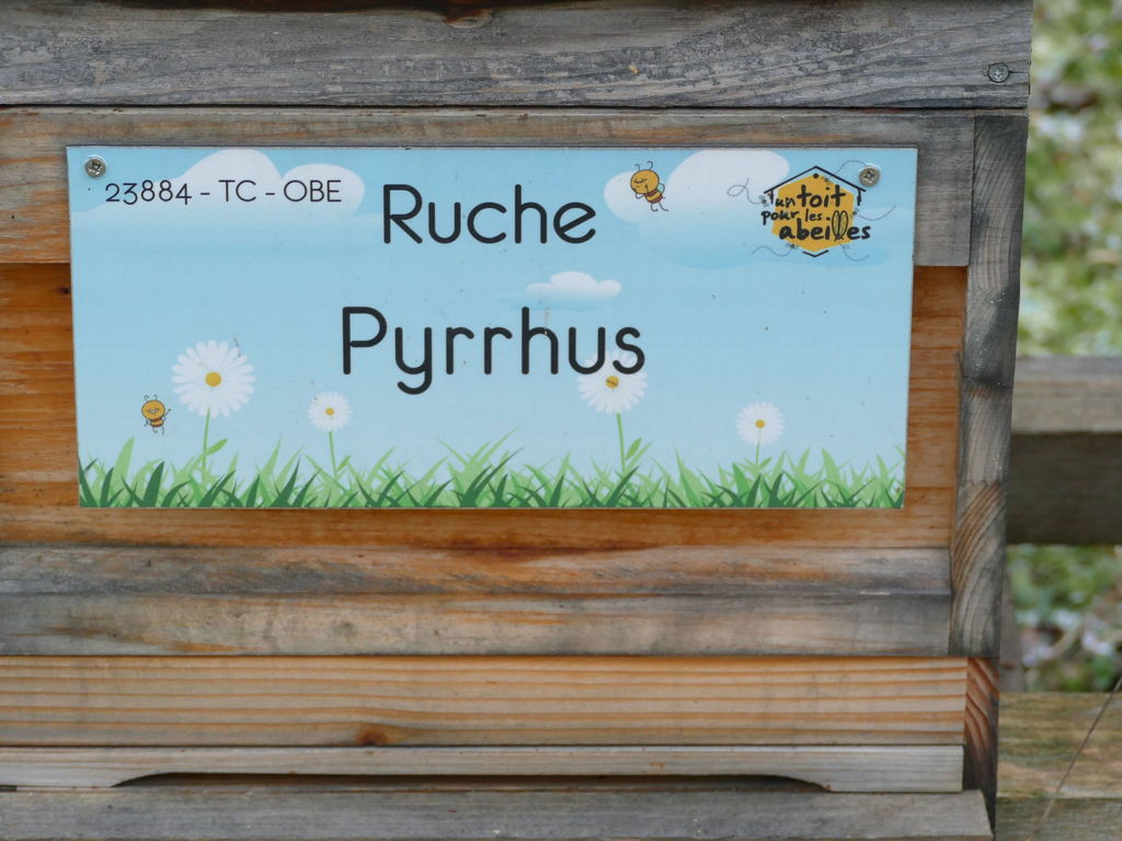 La ruche Pyrrhus