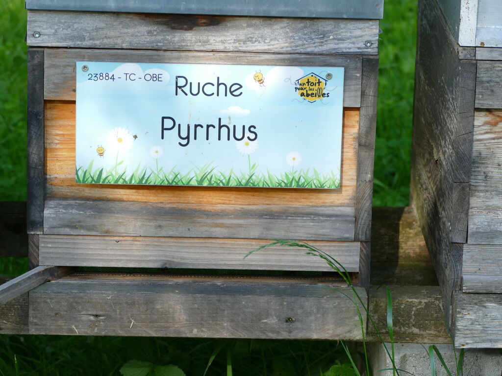 La ruche Pyrrhus