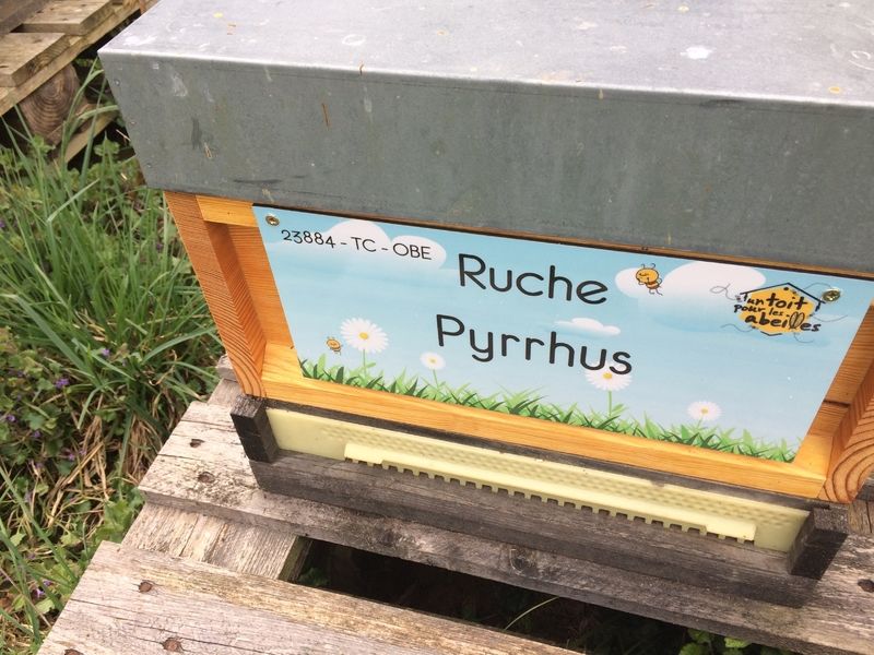 La ruche Pyrrhus