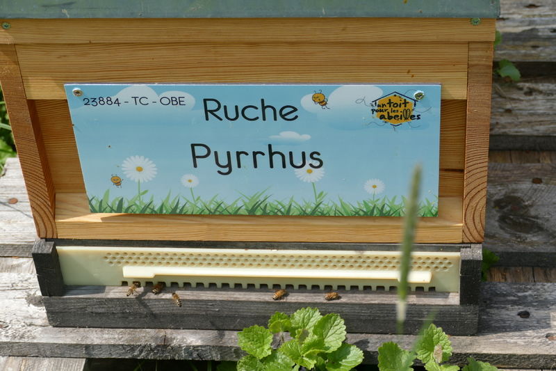La ruche Pyrrhus