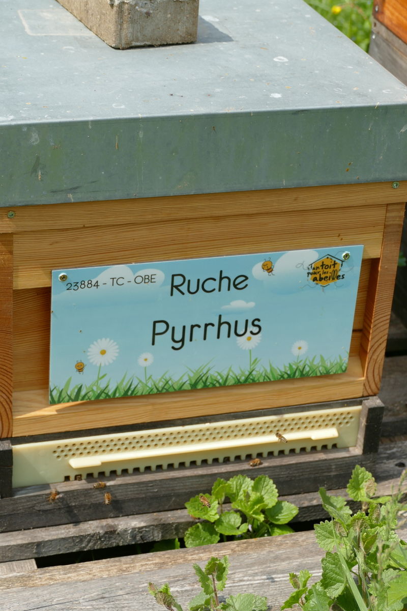 La ruche Pyrrhus