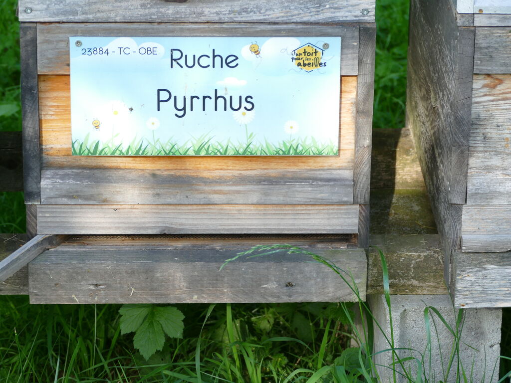 La ruche Pyrrhus