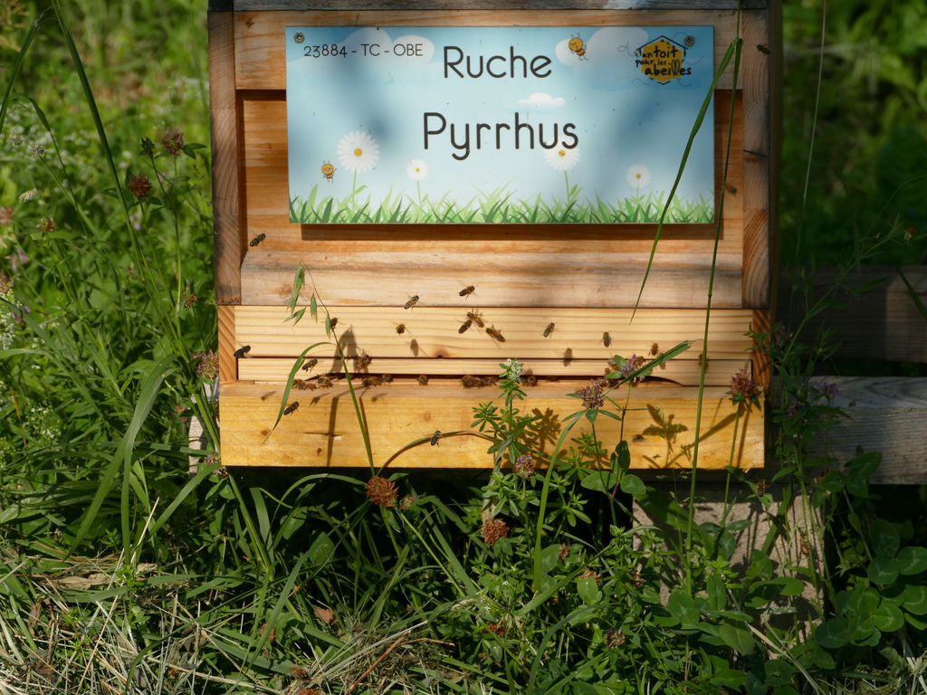 La ruche Pyrrhus