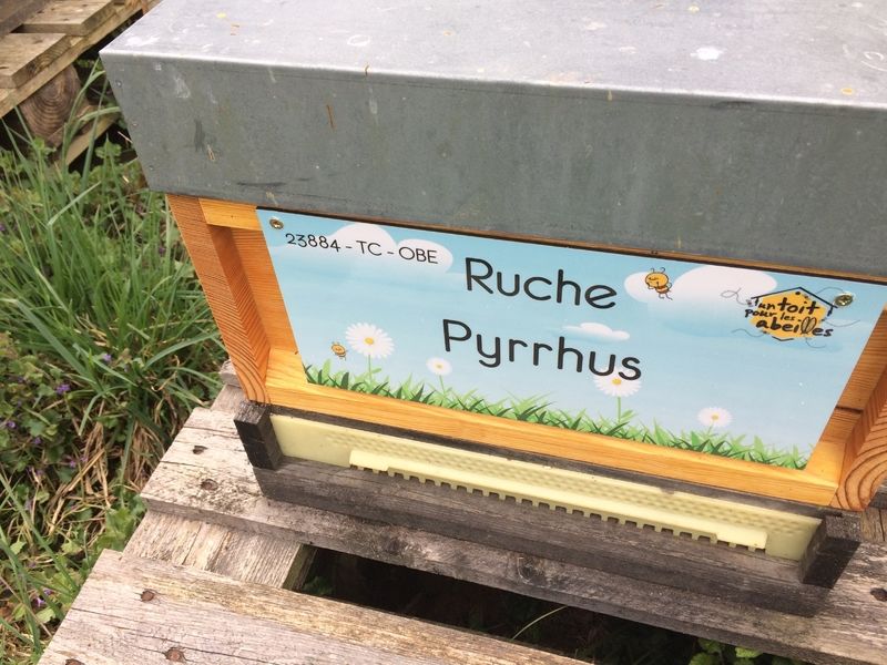 La ruche Pyrrhus