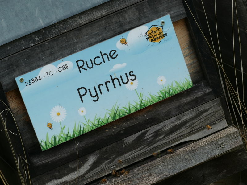La ruche Pyrrhus