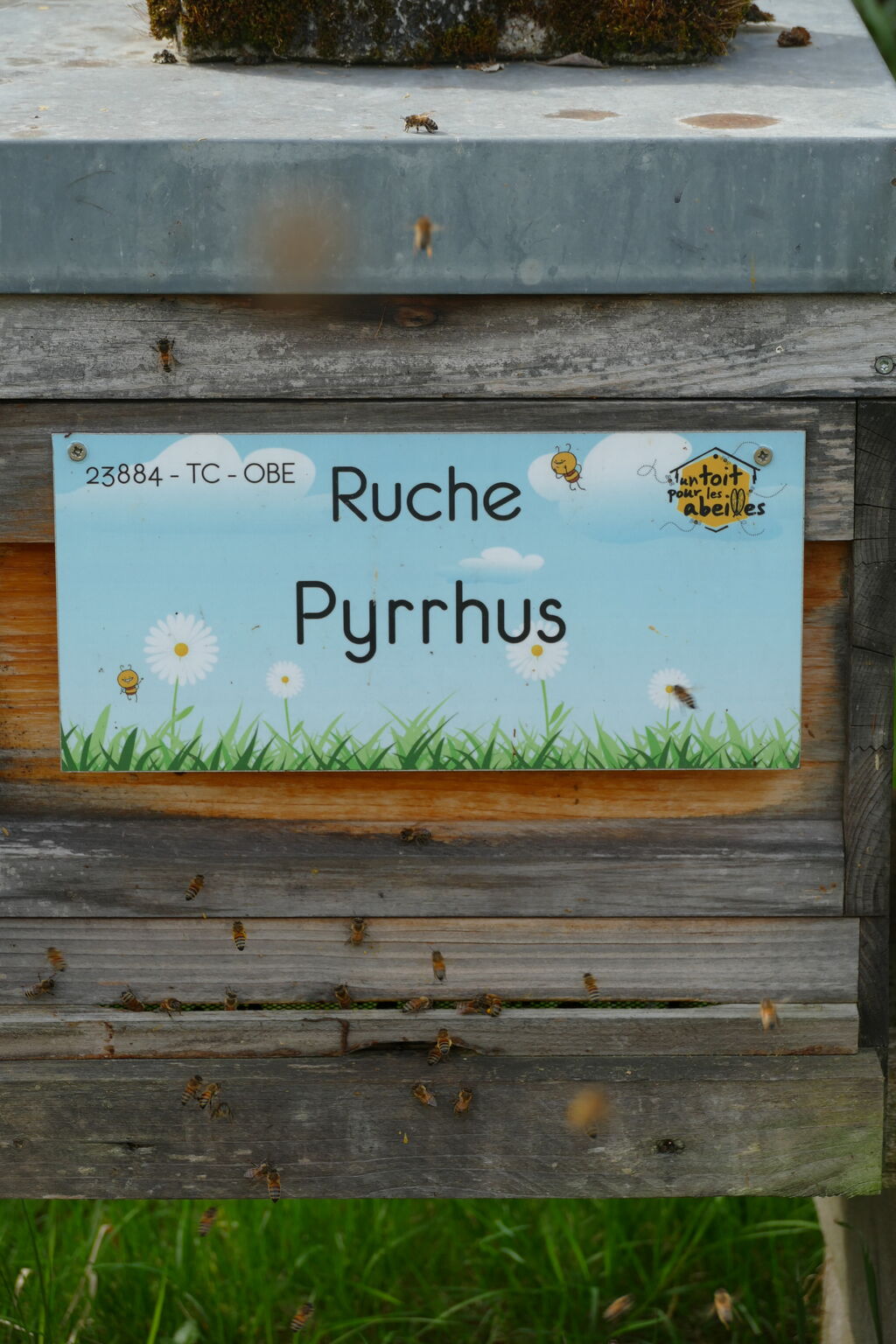 La ruche Pyrrhus