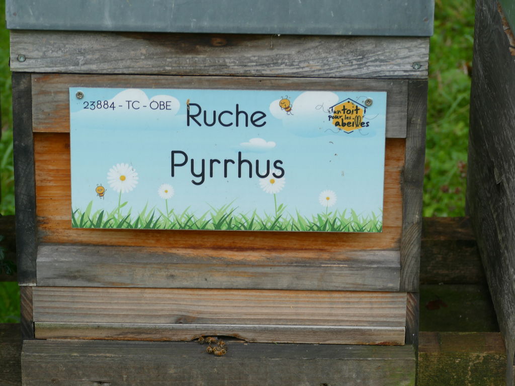 La ruche Pyrrhus