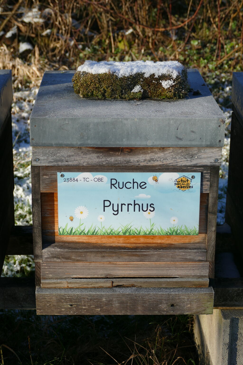 La ruche Pyrrhus