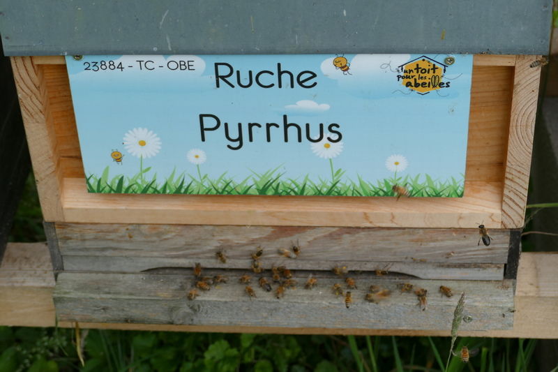 La ruche Pyrrhus