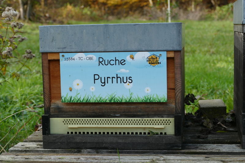 La ruche Pyrrhus