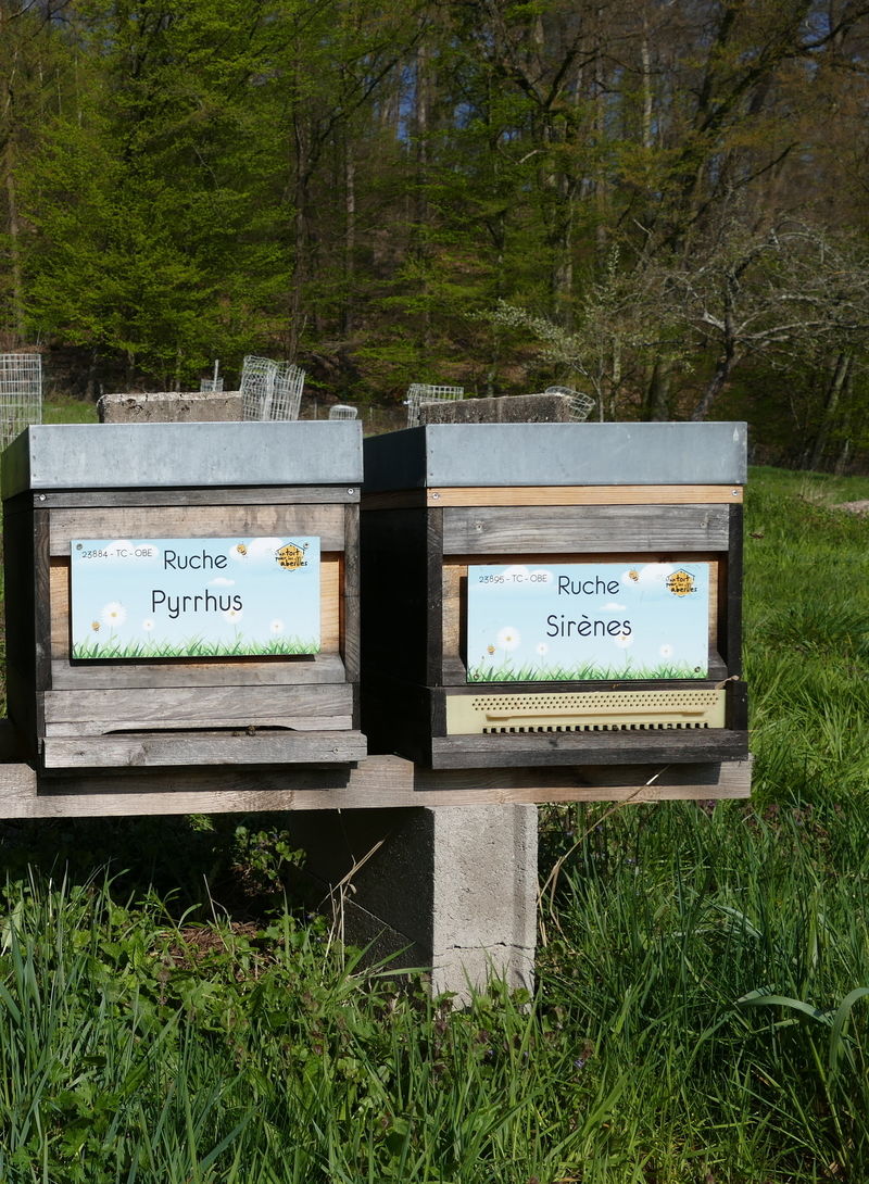 La ruche Pyrrhus