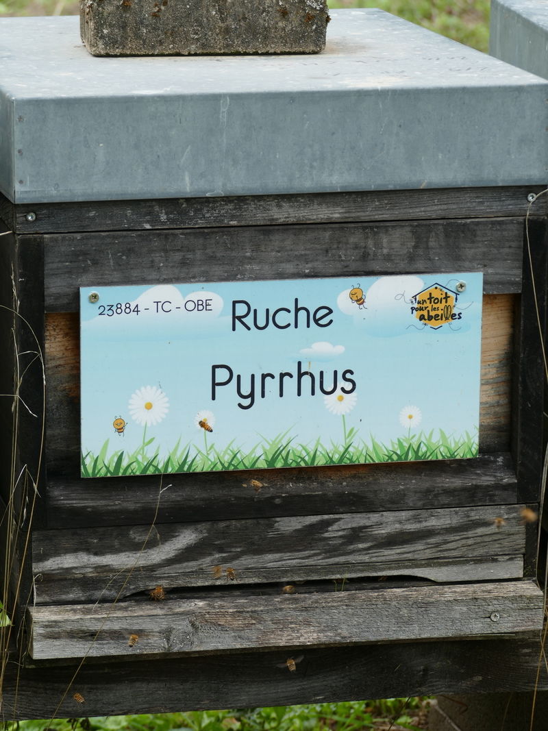La ruche Pyrrhus