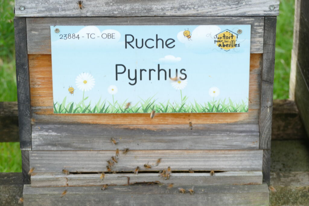 La ruche Pyrrhus