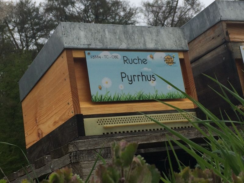 La ruche Pyrrhus