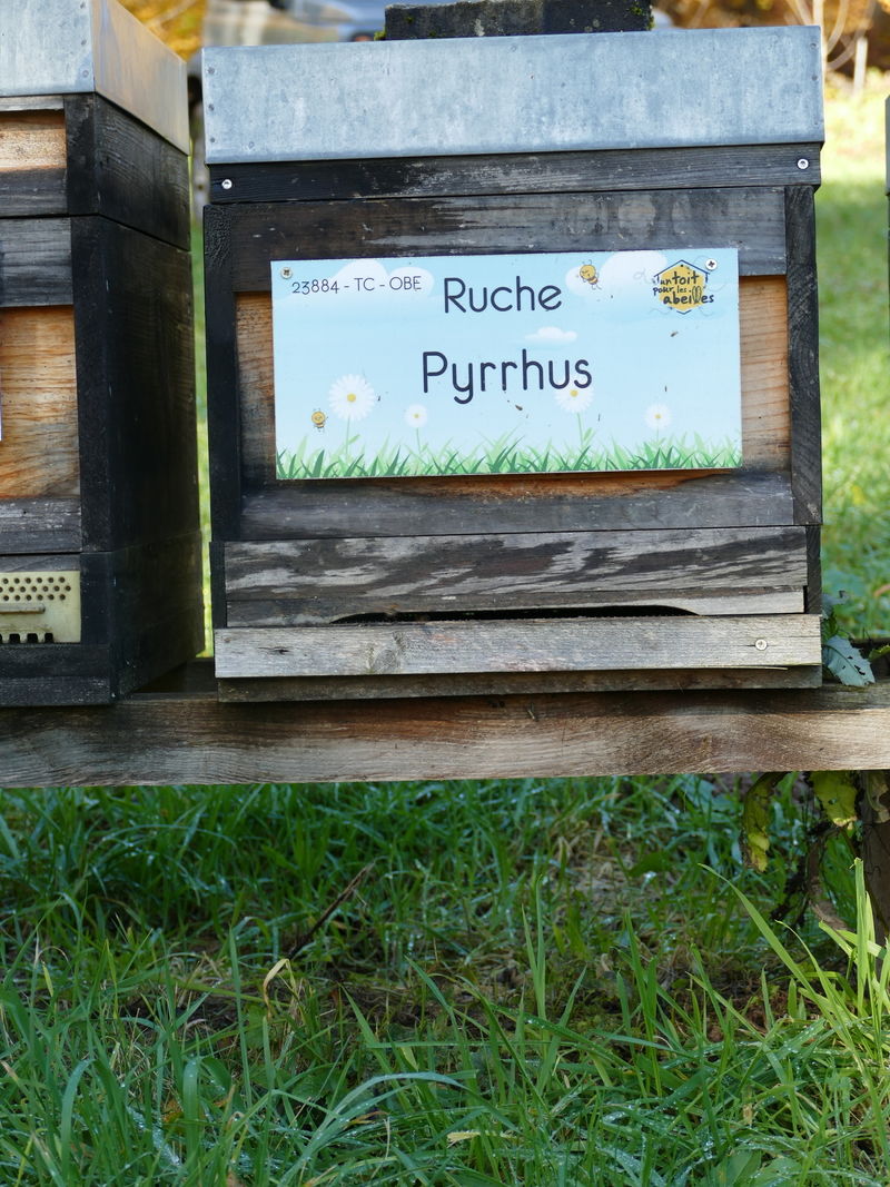La ruche Pyrrhus